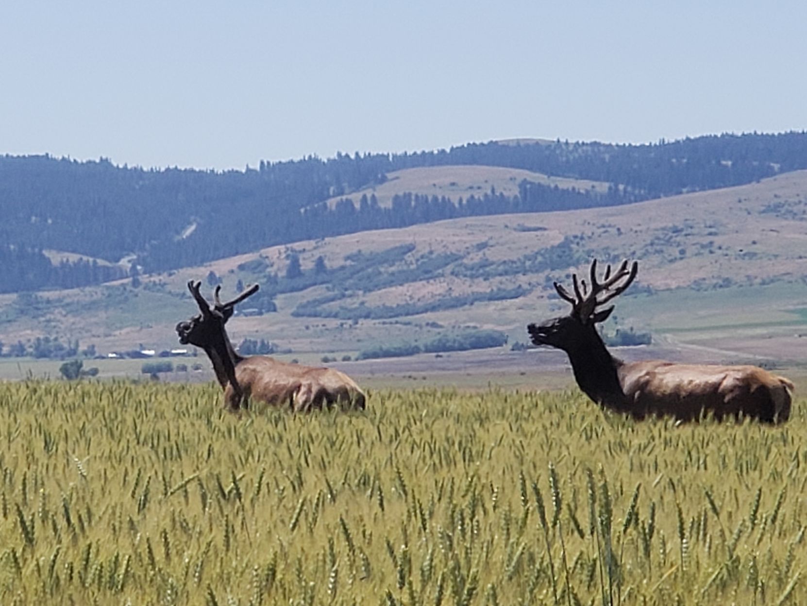Elk Headed Back To Mountains